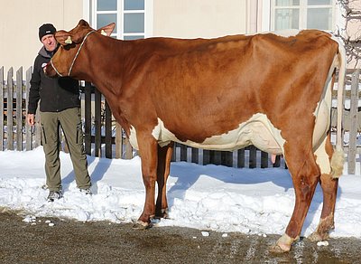 Freil (V.Rowan Red) von Matthäus Hochfilzer, Ginsberg, Going/T.
