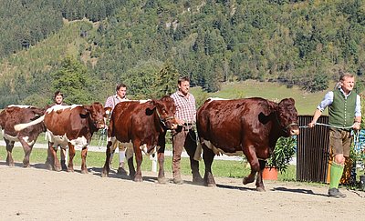 Angeführt vom Pinzgauer Weltpräsidenten Hans Scharfetter zeigten die Scharfetter Betriebe GmbH (Weitmoos) die Qualität ihrer Pinzgauer Fleischrinder!