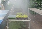"Frühgeburtenstation" am Kräuterhof ;) - mühsame Handarbeit und feuchtwarmes Klima sorgen für beste Saat- und Aufzuchtbedingungen