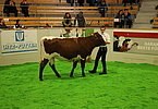 Sebastian Kirchner mit RONJA (V.Ronaldo)
