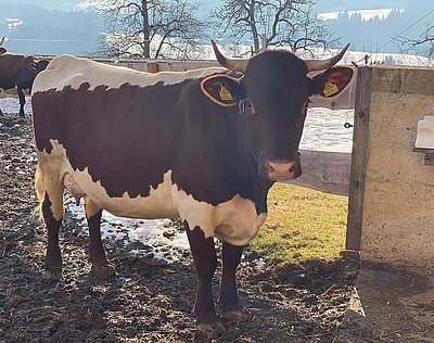 Zweitkalbskuh BUTTER (Liftler x Rat) weiß sich zu präsentieren!