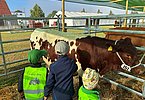 Die nächste Generation begeisterter Rinderzüchter scheint bei Ueblers gesichert! Vitus, Xaver und Lorenz legen schon kräftig Hand an!