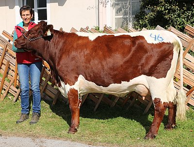 Jungkuh DONAU (V.Lurex) von Veronika Eder, Bachseit, Bruck
