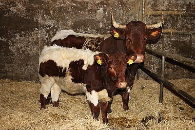 Stattliche Begrüßung am Bio-Pinzgauerhof von Fam. Schmelzer in Richlisreute!