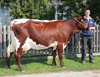 Zweitkalbskuh DONAU (V.Lotus) von Hubert Eder, Bachseit, Bruck/Glstr.