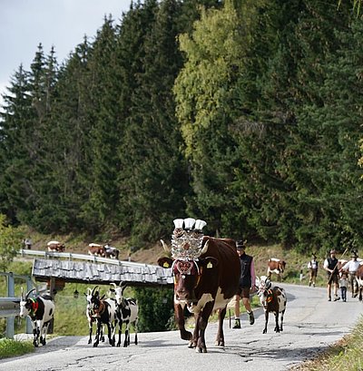 Das Heimkommen der großen und kleinen Wiederkäuer von Familie Ebenkofler
