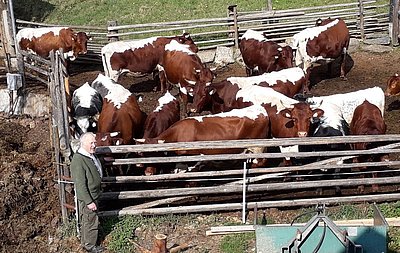 Nicht nur Berater, sondern in erster Linie Vertrauensmensch - Franz Schlick liebt seine Arbeit mit und für die Bauern und freut sich über die schöne Pinzgauer-Kuhherde von Hermann Zitz!
