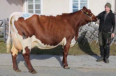 Zweitkalbskuh WILMA (Malsara, 57%RF) von Wolfgang Porsche, Schüttgut, Zell am See