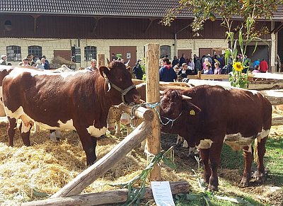 Ein Highlight beim diesjährigen Bauern- und Handwerkermarkt in Unlingen - die Pinzgauerkuh Glanz (V.Rochus, Z.Martin Koidl, Hinterbichl, Rauris) von Benjamin Scherin