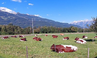 Die qualitätsvolle Pinzgauerherde von Mathias Vetsch in Sevelen (Kanton St. Gallen),