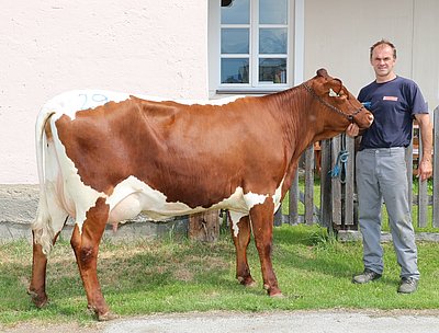 Jungkuh SENTA von Anton Kogler, Grub in Stuhlfelden wechselte um € 2.040 zu Martin Siller nach Vigaun.