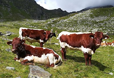 Überzeugen vollends - die Ochsen und Kalbinnen von Familie Perner, Wieland im hintersten Lignitztal!