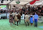 IMG 7109