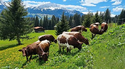 Auch Familie Putzi ist in Besitz einer Top-Pinzgauerherde!