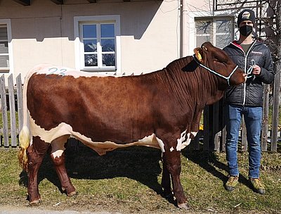 RETO (Rester x Streich) von Ingeborg u. Josef Stock, Schnurn, Bischofshofen