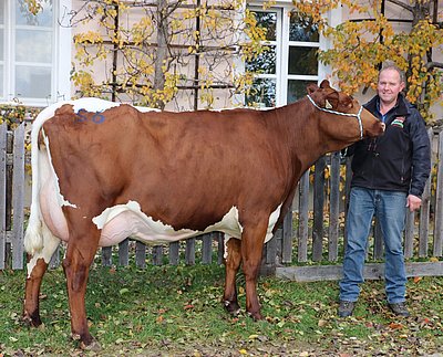 Spitzen-Zweitkalbskuh GRAZ (V.Jotan Red) von Wolfgang Porsche, Schüttgut, Zell am See