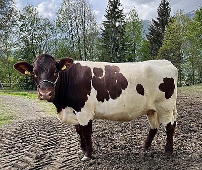 Trächtige Kalbin ENZIAN (V.Rekord) von Eva Scharler, Löschenbrand, Mittersill