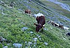 Müssen sich Sommer für Sommer bewähren - die Rinder, Ziegen und Schafe auf der Sulztalalm im hinteren Ötztal!