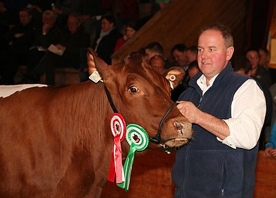 Wie wir Hermann kennen - mit ausgezeichneten Pinzgauer-Kühen an der Hand! Hier mit Paradekuh KAROLA (V.Logen) beim Jungkuhchampionat im März 2017!