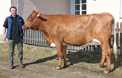MAGGIE (V.Fageno Red) von Claudia u. Josef Ebner, Oberbichl
