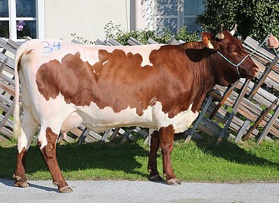 Jungkuh FINI (V.Rekord) von Daniela Hagenauer, Windfelden, St. Johann/Pg.