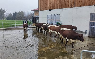 Willkommen im neuen Zuhause des Neubauern in Hallwang!
