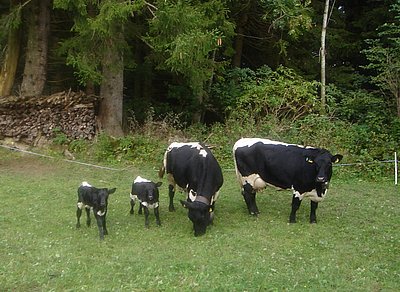 Ganz jung und schon auf den Beinchen! Die jüngsten Schwarzen der Familie Freuler