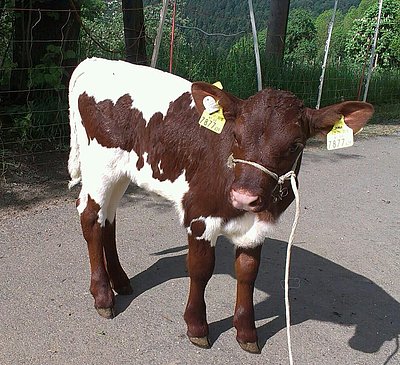 Wo mich die Reise wohl hinführt? Die Mühlviertlerin FRIEDA (Luxor x Rat) vor ihrer Übersiedlung in die bayerische Nachbarschaft!