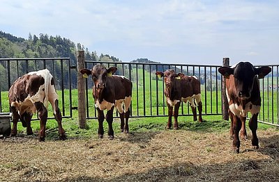 Ein Vorzeigeprojekt - die Pinzgauer-Ochsenfresserproduktion von Angela Huber, Joglbauer in Henndorf/W.