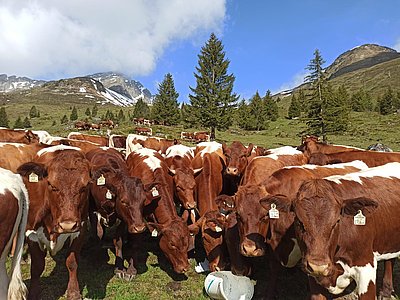 Uns geht's gut! Die Mutterkuhherde von Familie Neumayr, Steffl genießt das Almleben im Vogelalpgraben -