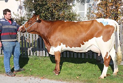 Drittkalbskuh NOBEL (V.Laron Red) von Franz Laubichler, Thurnhof, Flachau