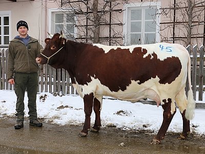 Eine schöne Pinzgauerin - RAUT (V.Ramorat) von Rupert Gruber, Reit, Großarl