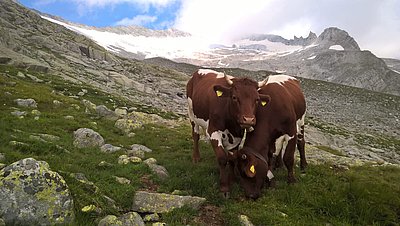 Idylle pur auf der Passenalm