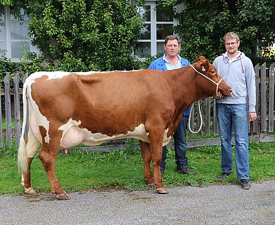 Zweitkalbskuh BETTY (V.Pleasure RH) von Josef Moser, Törlstein, Mühlbach/Pzg.
