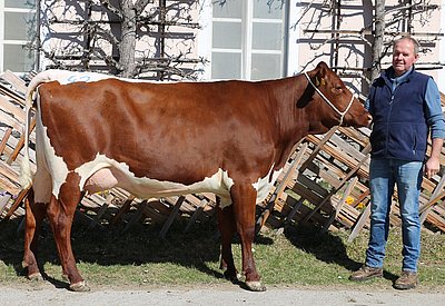 Jungkuh KYRA (V.Matula) von Wolfgang Porsche, Schüttgut, Zell am See