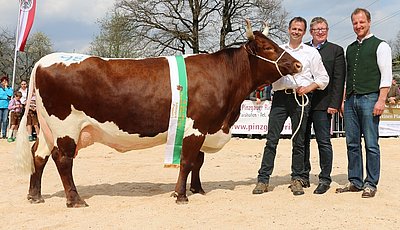 Euter- und Gesamtsiegerin der Pinzgauer-Abteilung: BLANKA (V.Maltus) von Roland Dödlinger, Kandler, Fieberbrunn