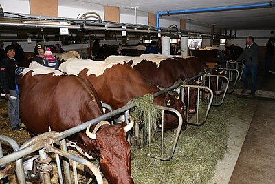 Der nächste Heumilchbetrieb, der auf reinrassige Pinzgauer zählt -