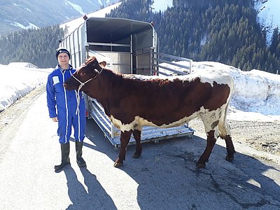 Mit erlesenem Gepäck lässt sich's gut reisen!;) Reinhard Wurzinger mit der schönen Loser x Rat-Kalbin von Josef Berger, Grub, Saalbach