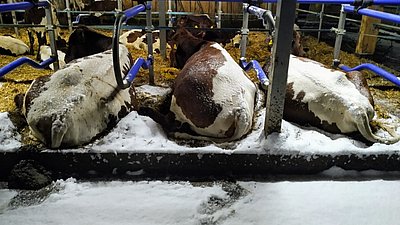 In einem feinen Bett kann einen auch die kühlste Brise nichts anhaben!