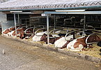 IMG 4718