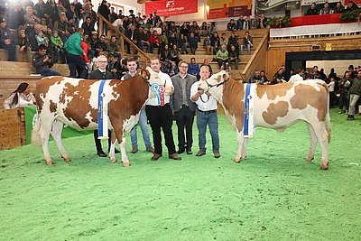 Rassesieger FL x RF und Fleckvieh