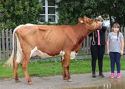 Jungkuh LENA (V.Defoe Red) vom Litzlhof/Ktn.
