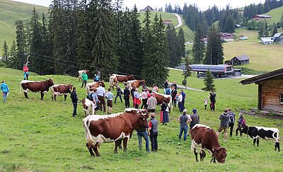 Angekommen beim Lippenkaser und die Kühe warten bereits auf ihre Bewertung!