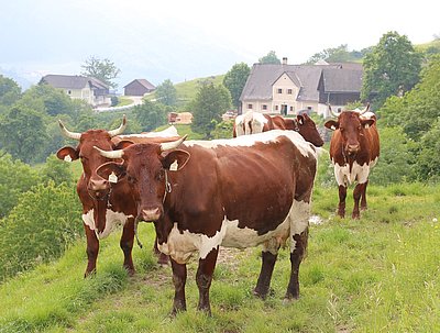 Auf der Sonnleitn sind wir nun zu Hause!