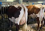 Das ganze Jahr in Schaukondition - Paradekuh MOASTER (V.Rester) von Josef Höttl, Obermühle, Mittersill!