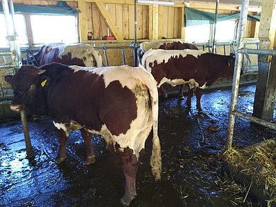 Prächtig entwickelte Absetzer Ruedi (vorne, geb. am 22.12.2019) und Fanny (geb.21.11.2019)!