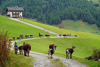 Wer sind die Schöneren - die kleinen oder die großen Wiederkäuer? ;)