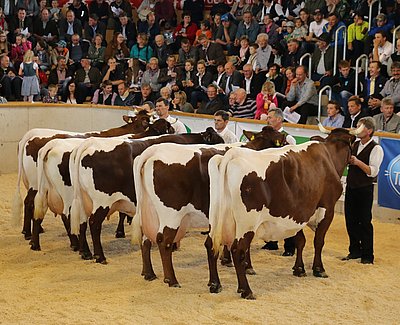 Bereit für die Bewertung des Preisrichters - die überzeugende Pinzgauer-Kuhgruppe!
