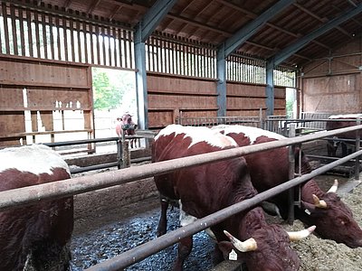Nach Belieben können die Ochsen zwischen Auslauf und Stallration wählen!