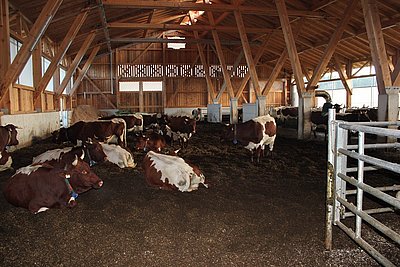 Unbedingt sehenswert - Laufstall mit gehörnten Pinzgauern von Familie Oberholzner Rupert, Oberholz in Elixhausen!